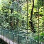 Canopy: A system of walkways to comfortably walk through the treetops
